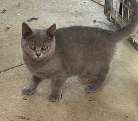Blue Scottish Shorthair 