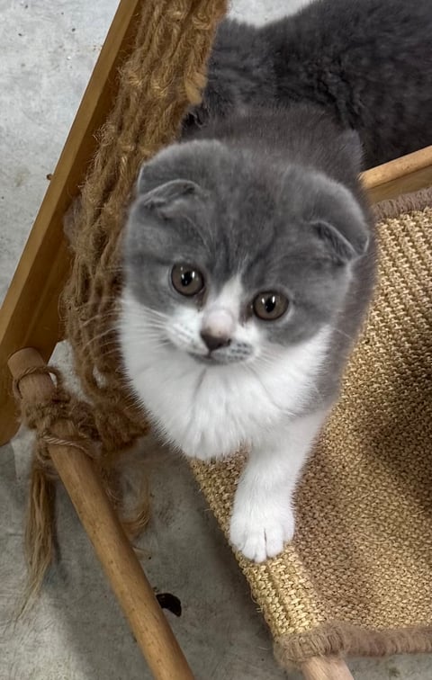 Blue Bicolored Scottish Fold Boy