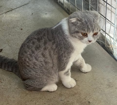 Tabby bicolored Scottish Fold