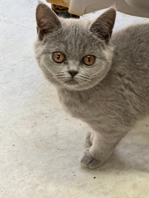 Blue Scottish Shorthair 