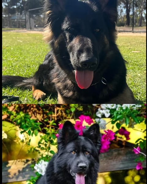 Bravo Litter 