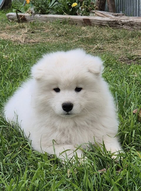 Alaskamal Samoyed Puppy