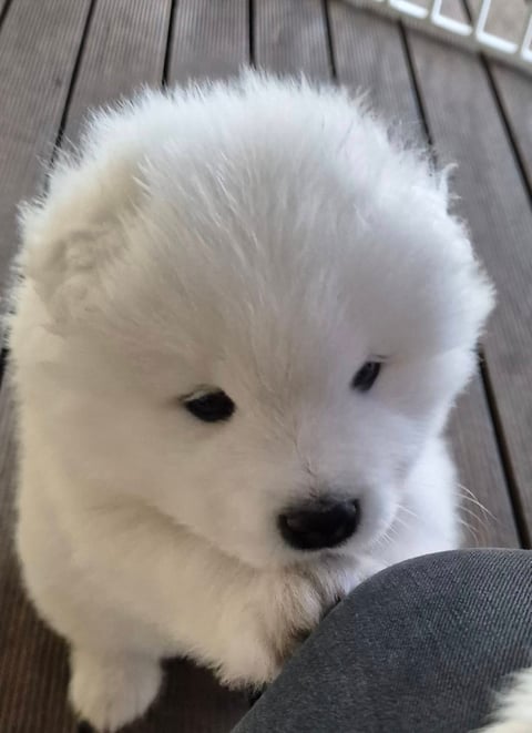 Samoyed Puppy for sale