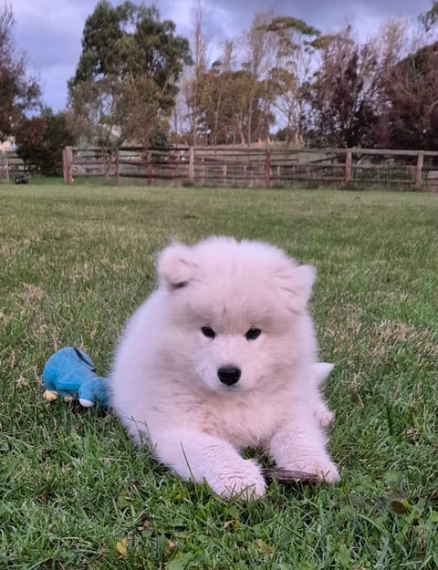Alaskamal Samoyed Puppies for sale