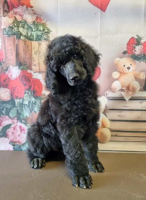 Keacia Poodle Pup
