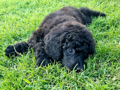 Keacia Poodles
