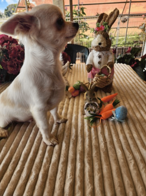 Peanut