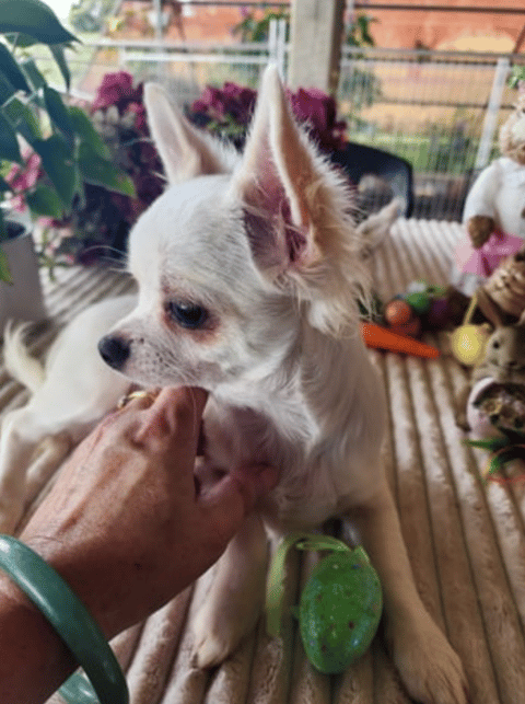 Peanut