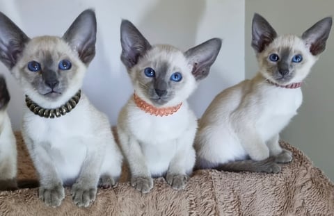 Pedigree Registered SIAMESE kittens