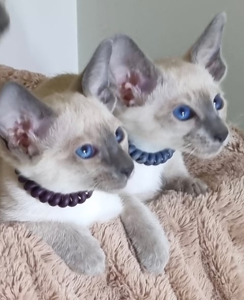 Pedigree Registered SIAMESE kittens