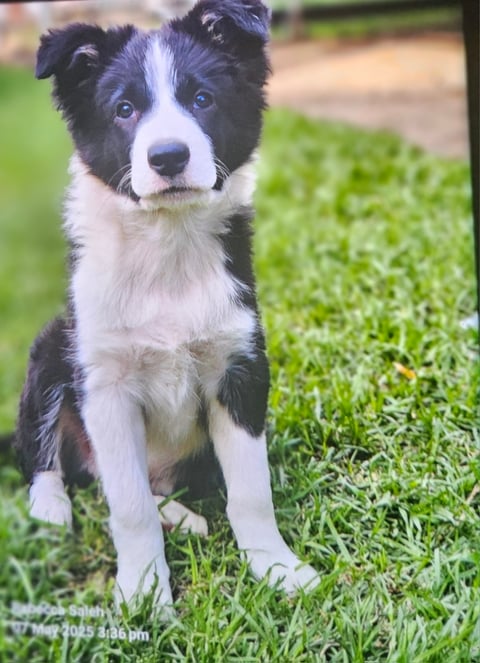 Buddy - Senulc Border Collies