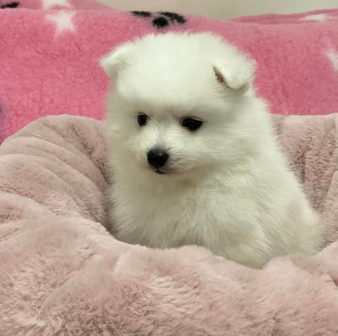 Pedigree Japanese Spitz Pup