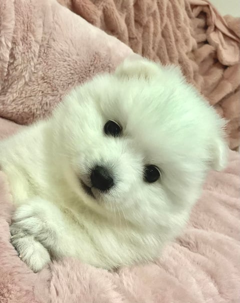 Pedigree Japanese Spitz Puppies