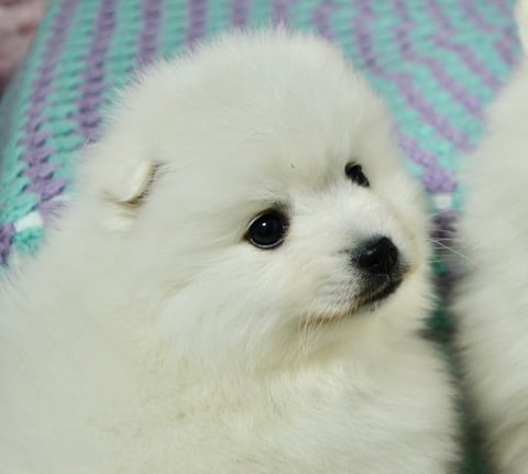 Male yoyo - Japanese Spitz Pup
