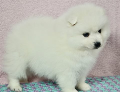 Japanese Spitz Puppies