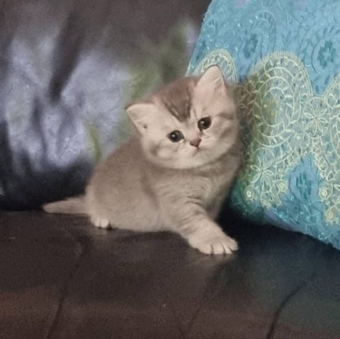 British Shorthair Kitten  