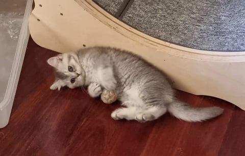 British Shorthair Male Kitten