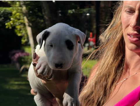 Bulroarus Bullterrier Puppies 