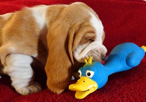Basset Hound puppies