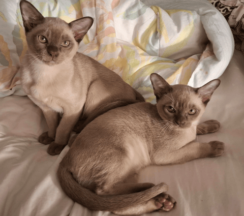Jaketi kittens from a previous litter