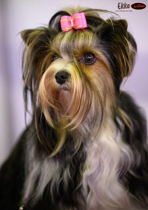 Mikath Biewer Terriers