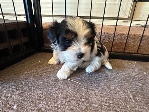 Girl 1 at 5 weeks