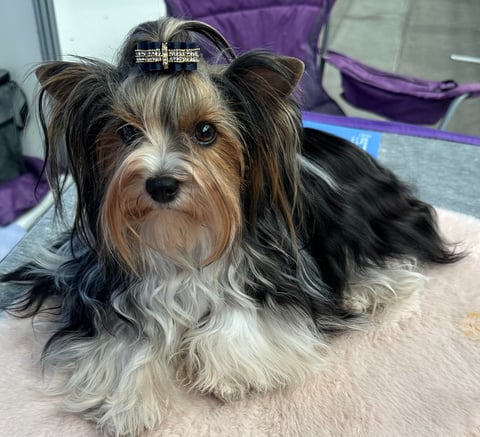 Gizmo-Mum - Mikath Biewer Terriers
