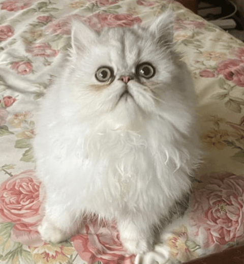 Ashdene Persian Kitten