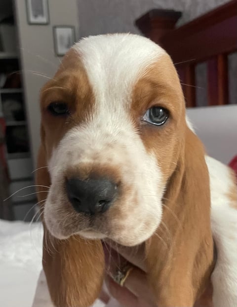 Embasse Basset Hound Puppy