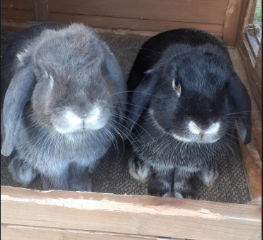 Peppa and Panther