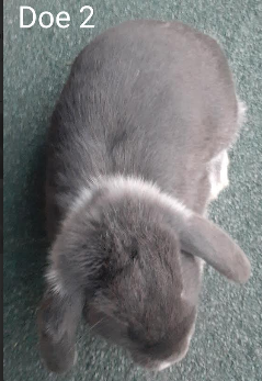 Peppa - Dwarf Lop