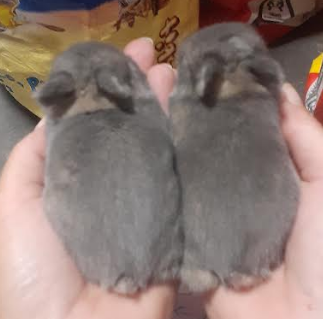 Matrix (Left) at 2 weeks - Netherland Dwarf Bunny