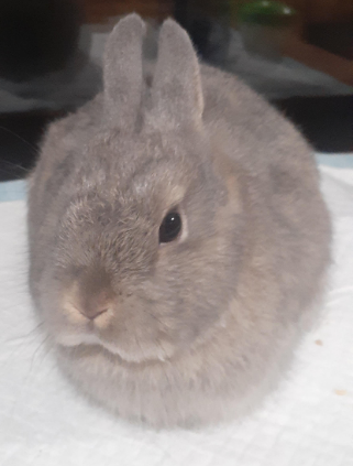 Matrix - Netherland Dwarf