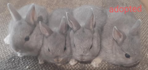 Matrix (far left) at 4 weeks