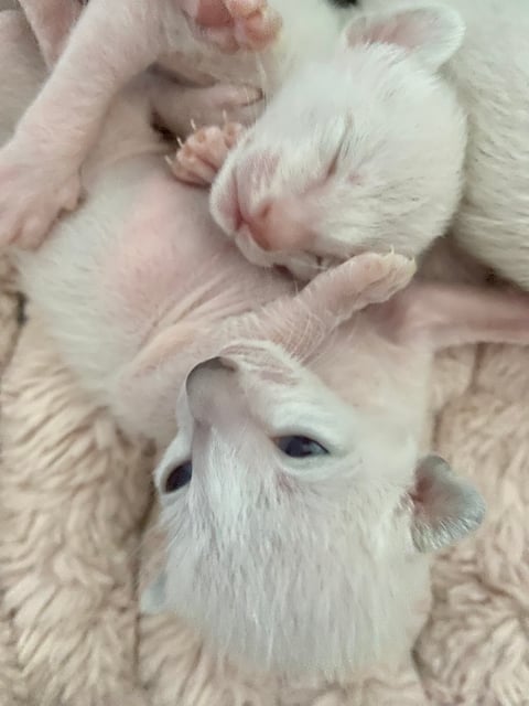 Pure Siamese babies