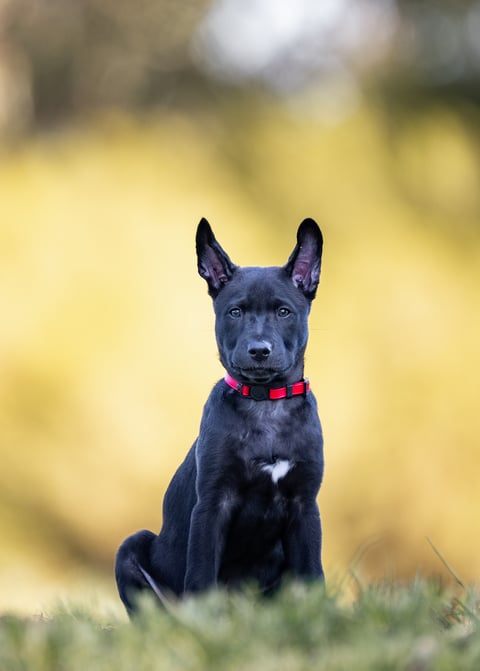 Red Collar Coated female Pet or Show Potential 