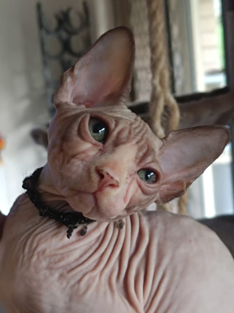 Sphynx kittens