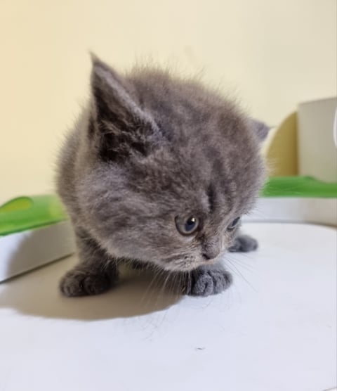 British Shorthair Kitten
