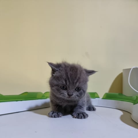 British Shorthair Kittens