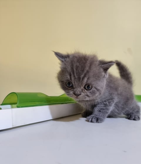 British Shorthair Kitten