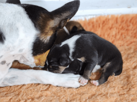 Remwin Basenjis - Previous Litter