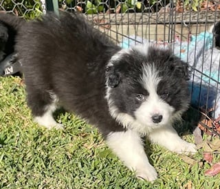 Furrevah Border Collie Puppy Available