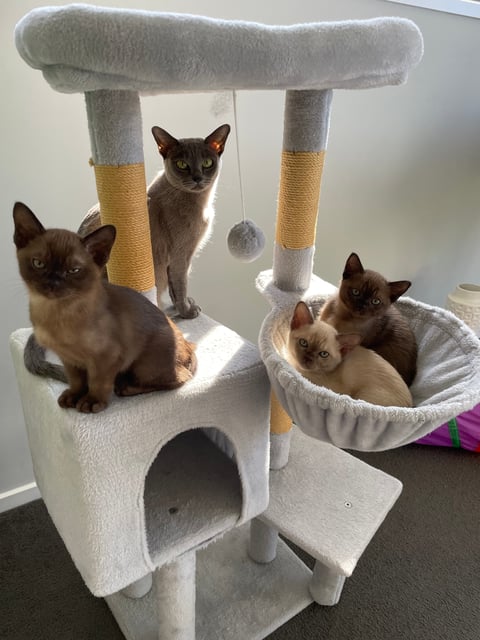 Roxy and her family of kittens