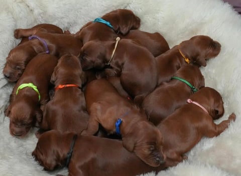 new puppies
