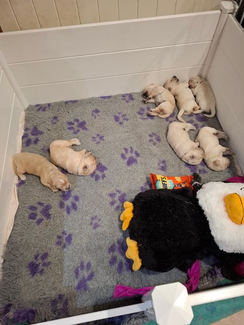 Lucy & Bruce Litter 2.6.2025