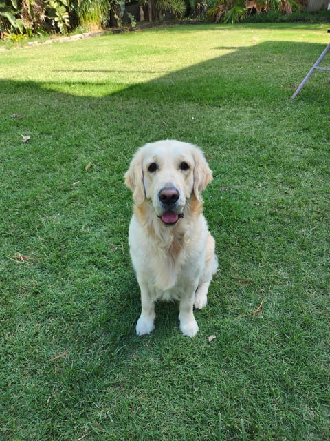 “Lucy” Aust Ch. Shogold Maiden of Mischief