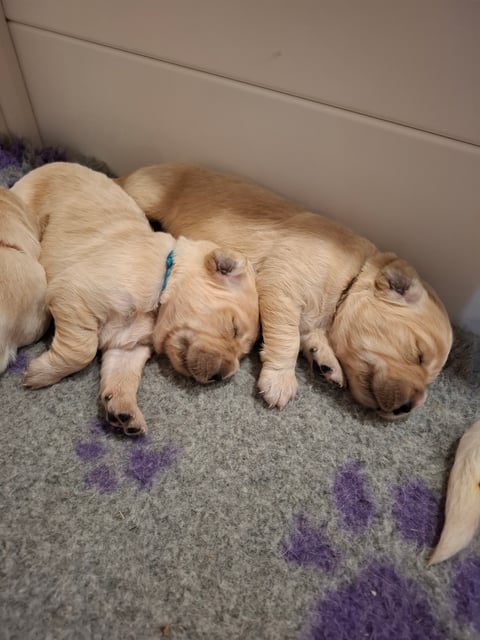 Lucy & Bruce Litter 2.6.2025