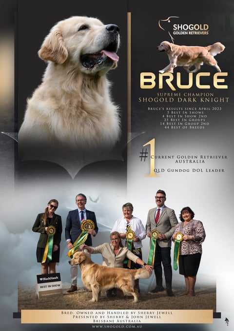 “Bruce” Aust. Supreme Ch. Shogold Dark Knight