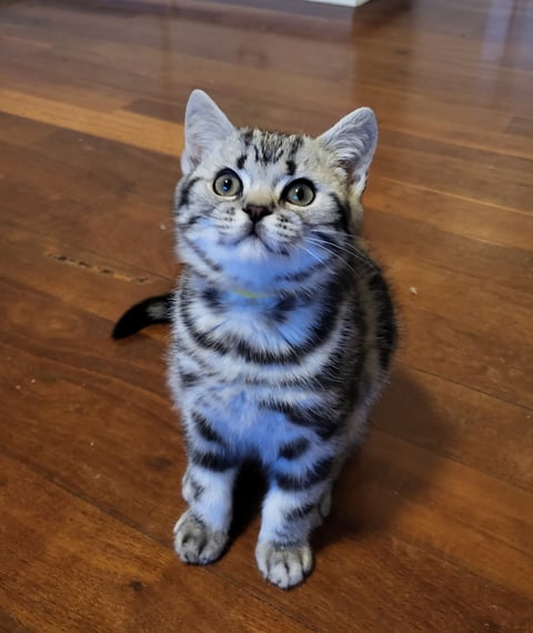 British Shorthair Black/Silver Tabby boy