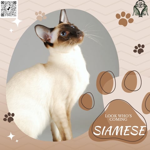 See some Stunning Siamese cats 